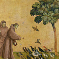 Saint Francis of Assisi preaching to the birds Painting by Giotto di Bondone Saint Francis of Assisi preaching to the birds Painting by Giotto di Bondone