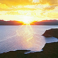 Silhouette Of Lone Cardon Cactus Plant by Panoramic Images Silhouette Of Lone Cardon Cactus Plant by Panoramic Images