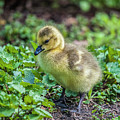 Spring Baby Photograph by Cathy Kovarik Spring Baby Photograph by Cathy Kovarik