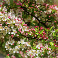 Spring Blossoms Photograph by Mark Mille Spring Blossoms Photograph by Mark Mille