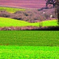 Spring Wheat New Field 187 #1 Photograph by Jerry Sodorff