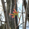 Spring Whirligig by Colleen Cornelius Spring Whirligig by Colleen Cornelius