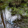 Stream in the Forest #1 by Quwatha Valentine