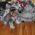 Stuffed Animals by Rob Hans Stuffed Animals by Rob Hans