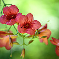 Summer Flowers 1 by Nailia Schwarz Summer Flowers 1 by Nailia Schwarz