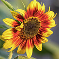 Sunflower 2018-1 Photograph by Thomas Young Sunflower 2018-1 Photograph by Thomas Young