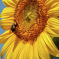 Sunflowers in Bloom #1 by Thomas Marchessault