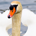 Swan #1 Photograph by Colin Rayner