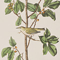 Tennessee Warbler by John James Audubon Tennessee Warbler by John James Audubon