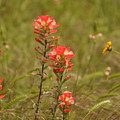 Texas Paintbrush Photograph by Frank Madia Texas Paintbrush Photograph by Frank Madia