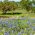 Texas Wildflowers Photograph by Raul Rodriguez Texas Wildflowers Photograph by Raul Rodriguez