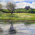 Thamalakane River At Maun Botswana 2008 by Enver Larney Thamalakane River At Maun Botswana 2008 by Enver Larney