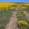 The Golden Gate Photograph by Jim Garrison The Golden Gate Photograph by Jim Garrison