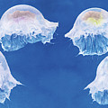 The Jellyfish Nursery #1 Photograph by Anne Geddes