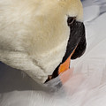 The Quiet Swan by David Pyatt The Quiet Swan by David Pyatt