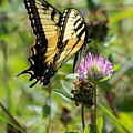 Tiger Swallowtail Butterfly Photograph by Holden The Moment Tiger Swallowtail Butterfly Photograph by Holden The Moment
