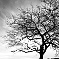 Tree Silhouette Photograph by Roseanne Jones Tree Silhouette Photograph by Roseanne Jones