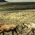 Walking The Line at Pilot Butte #1 Photograph by Lou Novick
