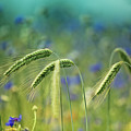 Wheat And Corn Flowers Photograph by Nailia Schwarz Wheat And Corn Flowers Photograph by Nailia Schwarz
