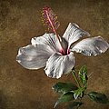 White Hibiscus Photograph by Endre Balogh White Hibiscus Photograph by Endre Balogh
