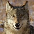 Wild Wolf Portrait Photograph by Mark Miller Wild Wolf Portrait Photograph by Mark Miller