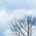 Winter Tree Photograph by Adelista J Winter Tree Photograph by Adelista J