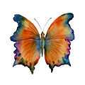 1 Wizard Butterfly Painting by Amy Kirkpatrick 1 Wizard Butterfly Painting by Amy Kirkpatrick