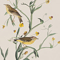 Yellow Red-poll Warbler by John James Audubon Yellow Red-poll Warbler by John James Audubon