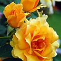 Yellow Roses Photograph by Amy Fose Yellow Roses Photograph by Amy Fose