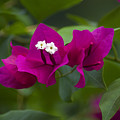 10- Bougainvillea Photograph by Joseph Keane 10- Bougainvillea Photograph by Joseph Keane