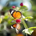 Butterfly #2 by Richard J Thompson