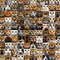 100 Cat faces Photograph by Sergey Taran 100 Cat faces Photograph by Sergey Taran