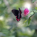Butterfly #4 by Richard J Thompson