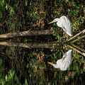 $50 - 11x14 canvas -Great Egret 5525-040918-1 #50 by Tam Ryan