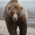 Grizzly Bear Ursus Arctos Horribilis Photograph by Matthias Breiter Grizzly Bear Ursus Arctos Horribilis Photograph by Matthias Breiter