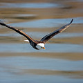 Bald Eagle Photograph by Peter Lakomy Bald Eagle Photograph by Peter Lakomy