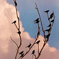 19 Blackbirds Photograph by Steve Karol 19 Blackbirds Photograph by Steve Karol