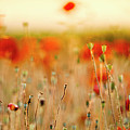 Summer Poppy Meadow by Nailia Schwarz Summer Poppy Meadow by Nailia Schwarz