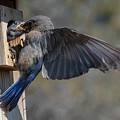 Beak To Beak by Mike Dawson Beak To Beak by Mike Dawson