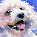 Bichon Frise Painting by David Rogers Bichon Frise Painting by David Rogers