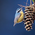 Black-capped Chickadee Photograph by Peter Lakomy Black-capped Chickadee Photograph by Peter Lakomy