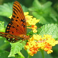 Butterfly by Amanda Barcon Butterfly by Amanda Barcon