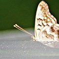 Butterfly on my car5 Photograph by Merle Grenz Butterfly on my car5 Photograph by Merle Grenz
