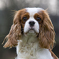 Cavalier King Charles Spaniel Photograph by Jean-Louis Klein & Marie-Luce Hubert Cavalier King Charles Spaniel Photograph by Jean-Louis Klein & Marie-Luce Hubert
