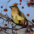 Cedar Waxwing... Photograph by Nina Stavlund Cedar Waxwing... Photograph by Nina Stavlund