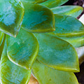Blue Pearl Plant Photograph by Raul Rodriguez Blue Pearl Plant Photograph by Raul Rodriguez