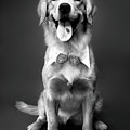 Golden Retriever by Maxim Images Prints Golden Retriever by Maxim Images Prints