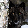 Gray Wolf Photograph by Jean-Louis Klein and Marie-Luce Hubert Gray Wolf Photograph by Jean-Louis Klein and Marie-Luce Hubert