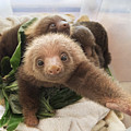 Hoffmanns Two-toed Sloth Choloepus Photograph by Suzi Eszterhas Hoffmanns Two-toed Sloth Choloepus Photograph by Suzi Eszterhas