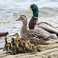 Mallard Family Photograph by Holden The Moment Mallard Family Photograph by Holden The Moment